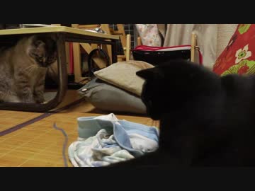 【14】ジャン❤︎ポン　じゃれ方に剛をにやしたポンちゃんがドーン！