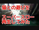 猫とスーパースローカメラで遊ぶ。しっかりカメラ目線である。