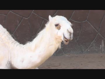 白いラクダと咀嚼