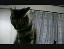 猫の日常49　～まる偏～