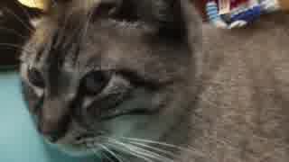 【16】ジャン❤︎ポン　仲良し兄妹のムードたっぷりお転婆のポン