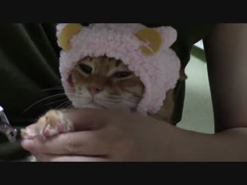 拾いねこ＠生後1451/1418日目　今月の爪切り＆羊アコツキ