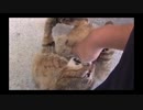 キジトラ猫　お腹は触っちゃイヤ！！みたいな？
