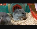 我が家の可愛いハムスターpart３