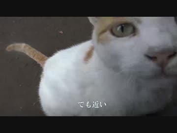 荒くれ猫一家、三年越しのダブルモフりを許す