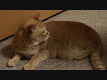 拾いねこ＠生後1452/1419日目　ホークス強いなーと言うけど、実際強いけど