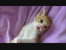 赤ちゃん猫、ちょっとお留守番させただけで物凄い甘えてきました