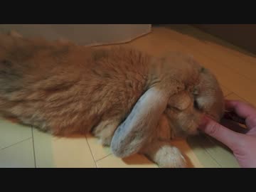 うさぎと猫の袋ガサガサ遊び