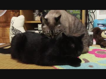 【21】ジャン❤︎ポン　う～ん、もう愛ですよねぇこれは