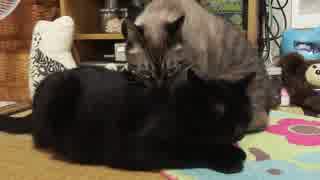 【21】ジャン❤︎ポン　う～ん、もう愛ですよねぇこれは