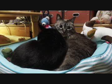 【22】ジャン❤︎ポン急展開！　ポンちゃんがジャンくんのベッドに