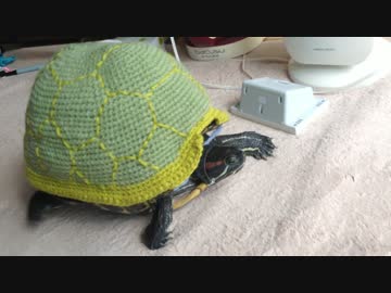 コスプレカメさん　お部屋をお散歩♪