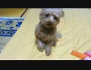 (トイプードル) おやつを取ろうとすると・・・・