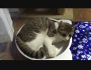 ねこ鍋をプレゼントされゴキゲンで煮られる猫