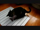 またたび入りキッカーで遊ぶ猫ちゃあさん