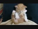赤ちゃん猫「動きたくないニャ～」