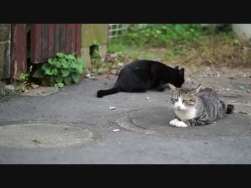 【既ジャンル】忘却系主人公