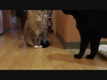 【25】ジャン❤︎ポン　パパのお風呂に２匹で覗き