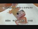 我が家の弁慶（レオパ）　手乗りにする為の特訓