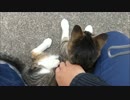 野良猫と遊ぶ⇒帰ろうとしたら帰るなと懇願してきた
