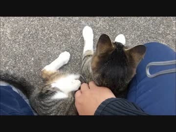 野良猫と遊ぶ⇒帰ろうとしたら帰るなと懇願してきた