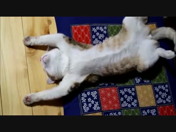 バンザイ猫のバンザイ寝相集。