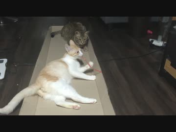 【ティガロビ生活記】ダンボール列車でGO!