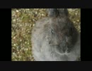 スマホ持って一人旅4-3　「広島県」　ウサギ編