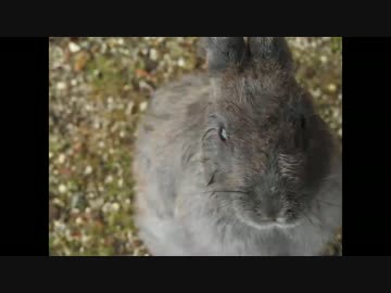 スマホ持って一人旅4-3　「広島県」　ウサギ編