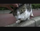 近辺で最強に懐こい猫、木に引っかかる