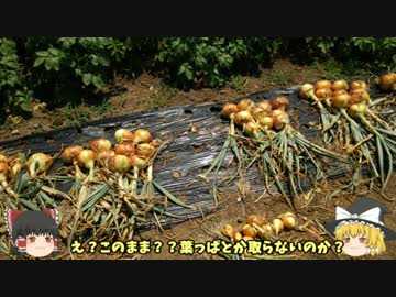 【家庭菜園】ゆっくり霊夢とゆっくり魔理沙の家庭菜園12回目【二年目】