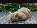 ツチノコみたいなキジトラ