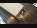 ダンボールに体をひねり・ねじ込み暮らす猫たち