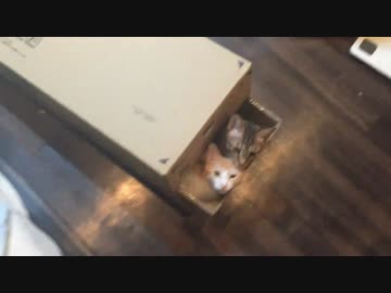 ダンボールに体をひねり・ねじ込み暮らす猫たち