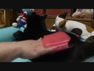 【28】ジャン❤︎ポン　ポンちゃんをブラッシングすると膨大な抜け毛が