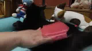 【28】ジャン❤︎ポン　ポンちゃんをブラッシングすると膨大な抜け毛が