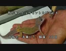 我が家のアクティブな弁慶（レオパ）