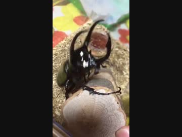 山口組の虫