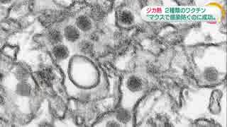 ジカ熱 ２種類のワクチン開発 感染防御に成功