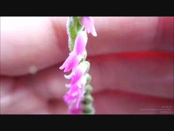 鉢植えの小さな花を眺めるだけの１分