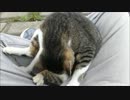 野良猫と散々遊んだ結果、膝の上に乗っかってきて下りなくなった