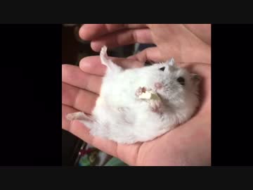飼い主以外の手でもあお向けで食べるハムスター