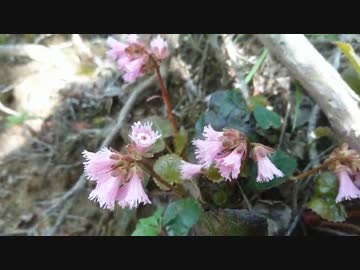 山登り実況#06 蓬莱山 (4/4)