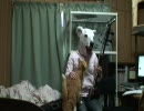 【二胡】ぬこ好きのクマが黄水謡を弾いてみた【ぬこ】
