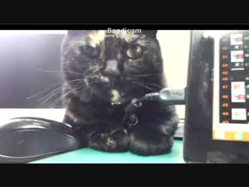 ワサビを塗ってみた　噛み癖対策　【癒し】【あまがみ】