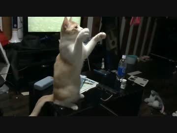 人見知りしない猫たち/ふぅた君リスペクト