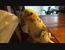揺れる物が好きなオカメインコ