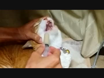 【２号】ガン闘病中。くそマズイ薬を平然と飲みまくるネコ