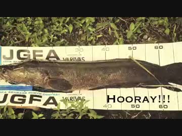 Snakehead Fishing!!