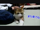 半野良親子の骨肉の争い！ママ（人間）は僕のものにゃ！